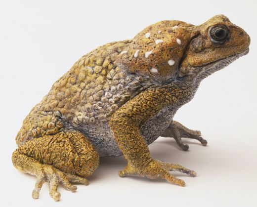 cocobey