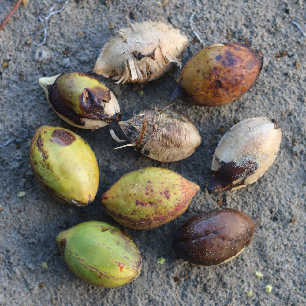 almond