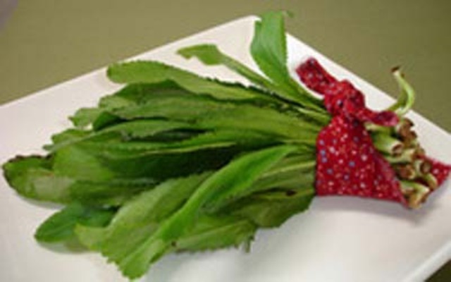 culantro