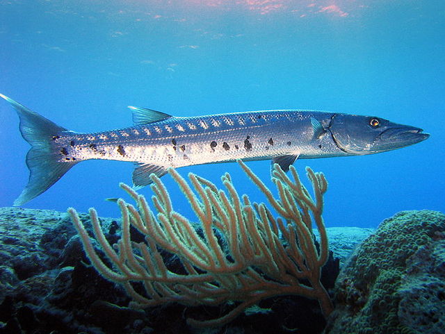 barra