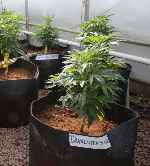 Charlotte’s Web medical marijuana, the-daily-record.com