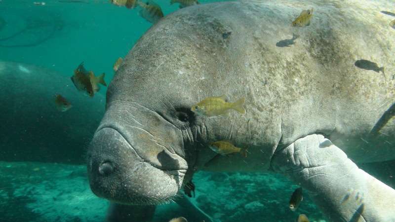 Florida manatee (Trichechus manatus), Crystal River National Wildlife Refuge, Florida. Photo: Tracy Colson, US Fish and Wildlife Service