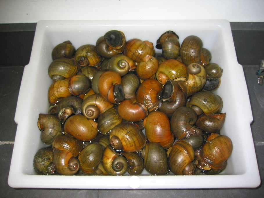 Intersection Snail Eradication In Lake Knowles Central Florida News