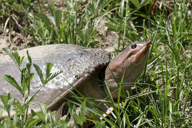 Softshell turtle. Photo courtesy Florida Fish and Wildlife Conservation Commission