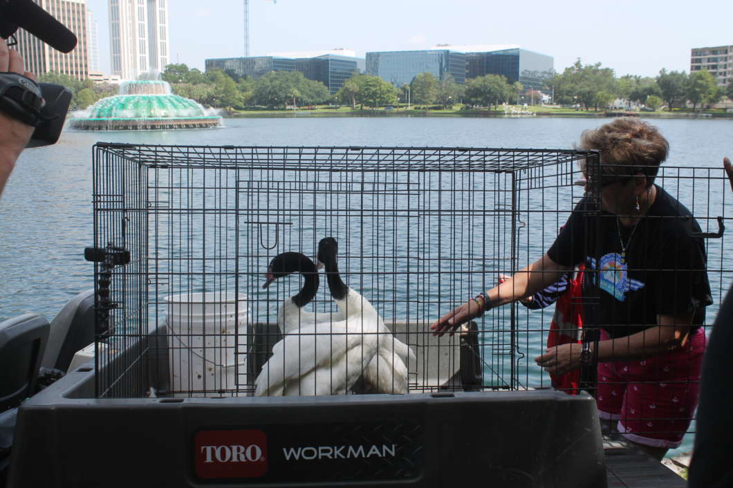 The two swans that were donated by Swan-A-Thon. Photo by Jordyn Markhoff