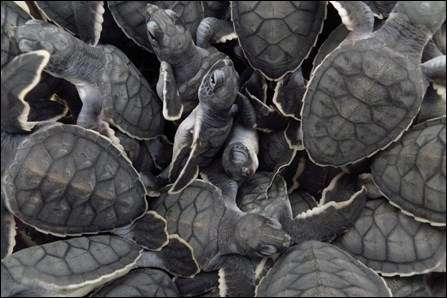 Green turtle hatchlings. Photo: Kayla Nimmo, National Park Service