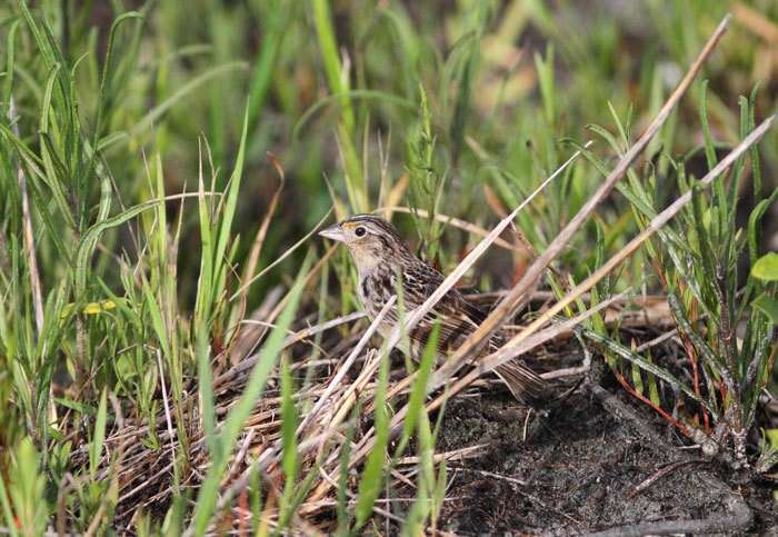 Photo courtesy Florida Fish and Wildlife Conservation Commission