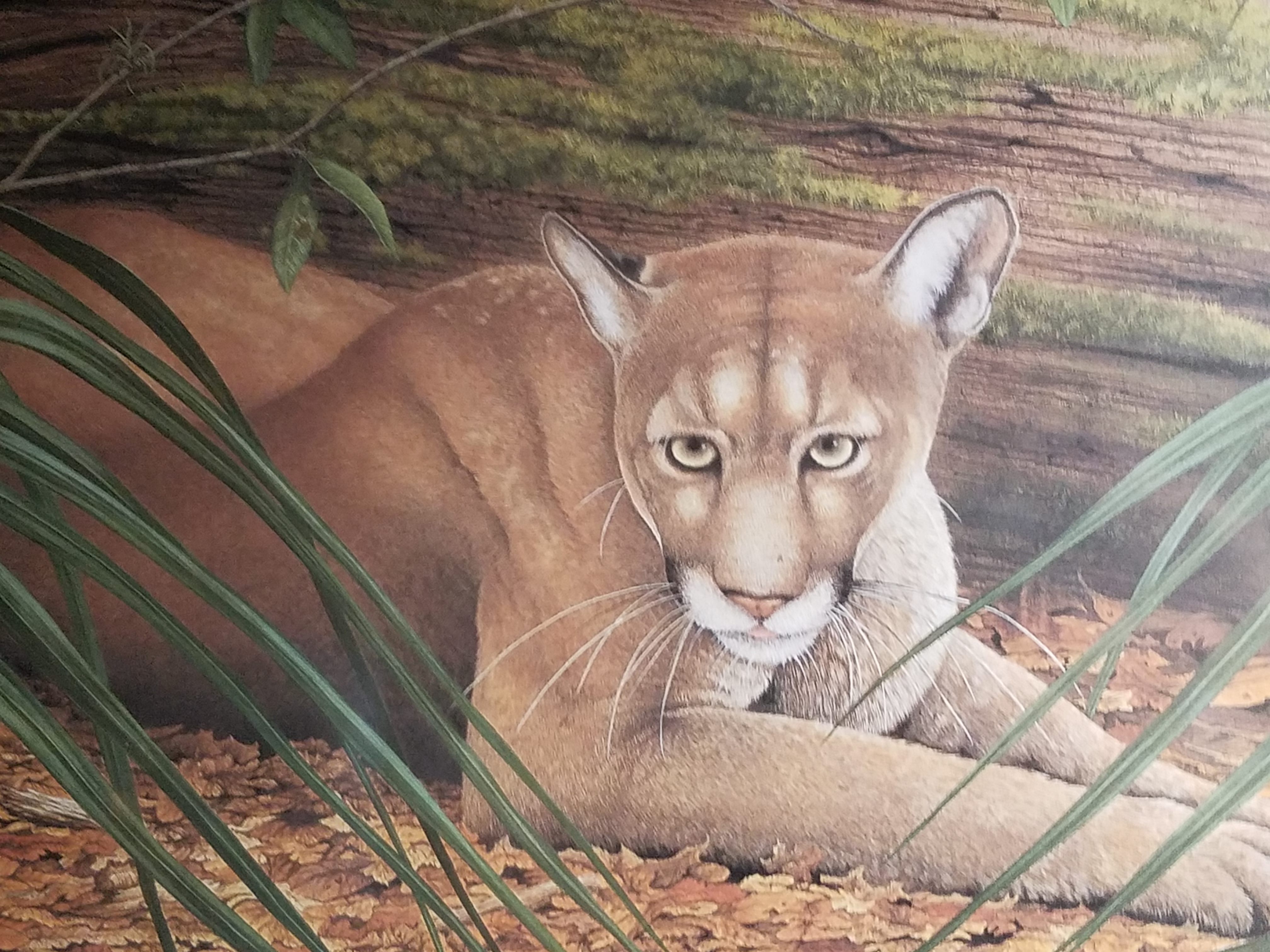 Florida panther
