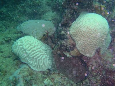 coral bleaching