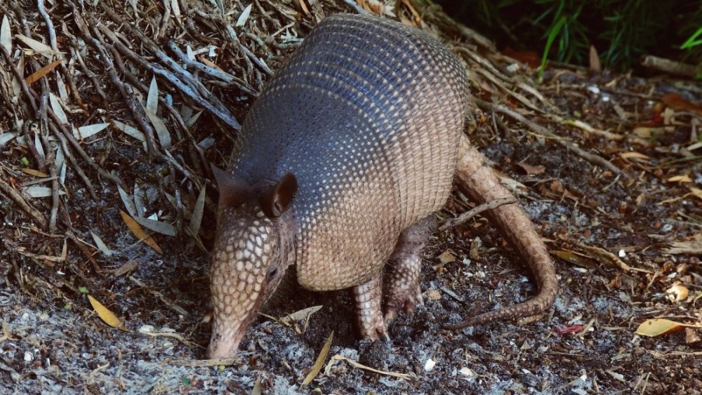 Armadillo