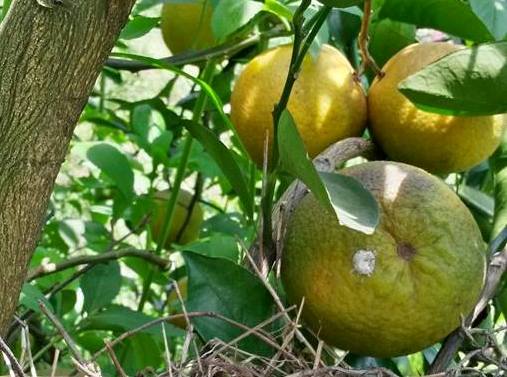 Citrus
