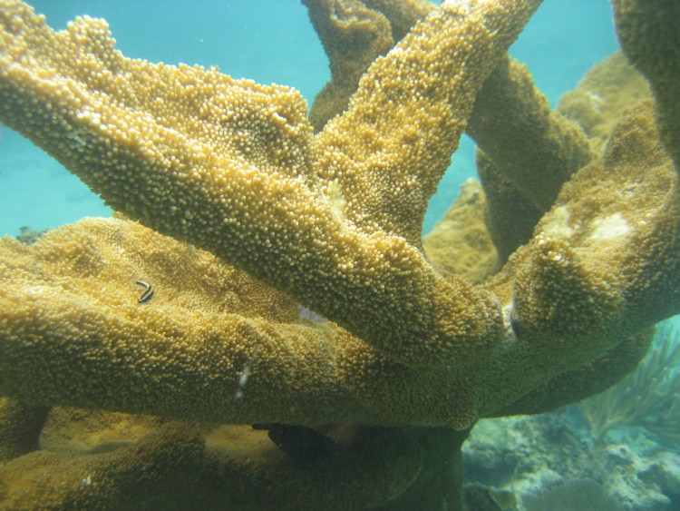 Healthy coral / WMNF News