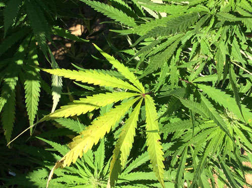 wmnf marijuana from marijuana
