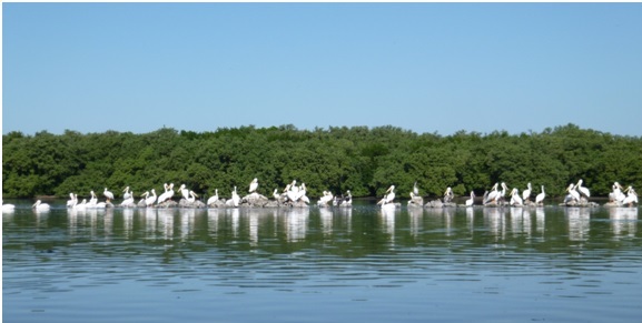 Bradenton mangroves Carlos Beruff Manatee County