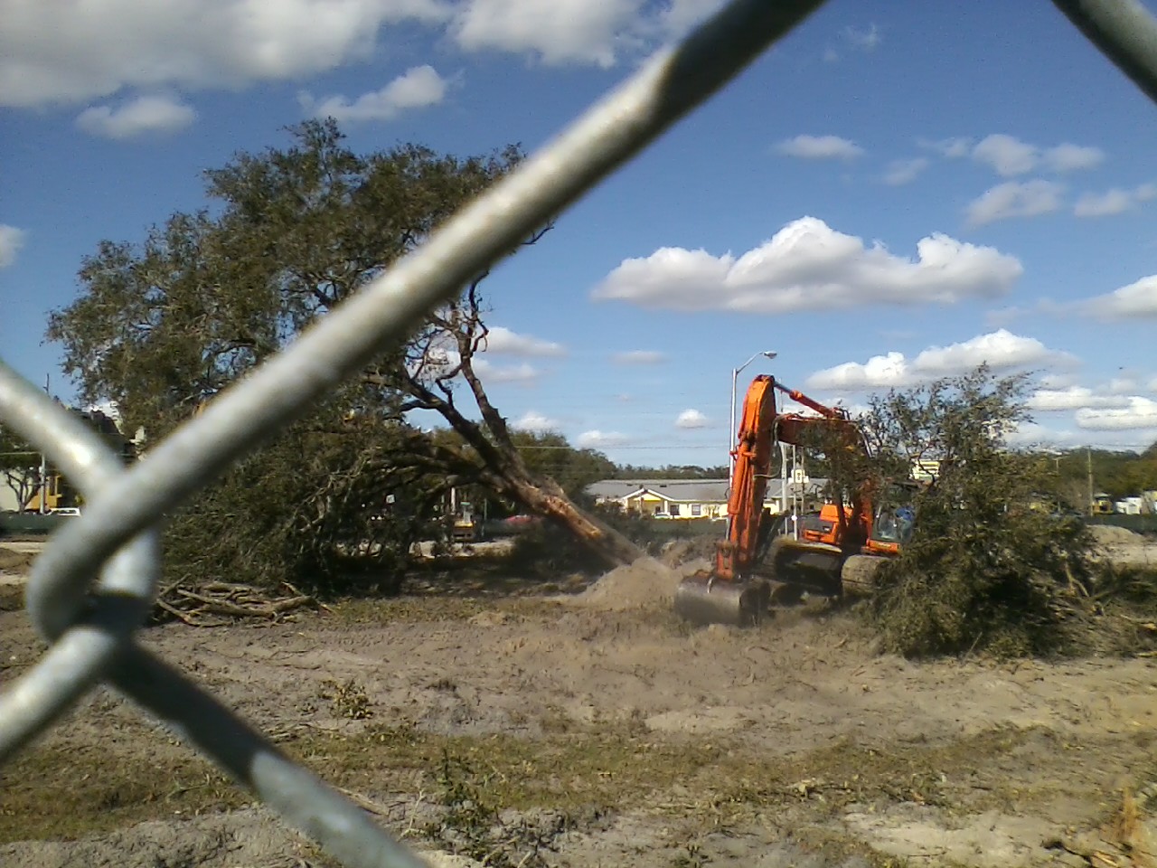 usf trees construction Publix