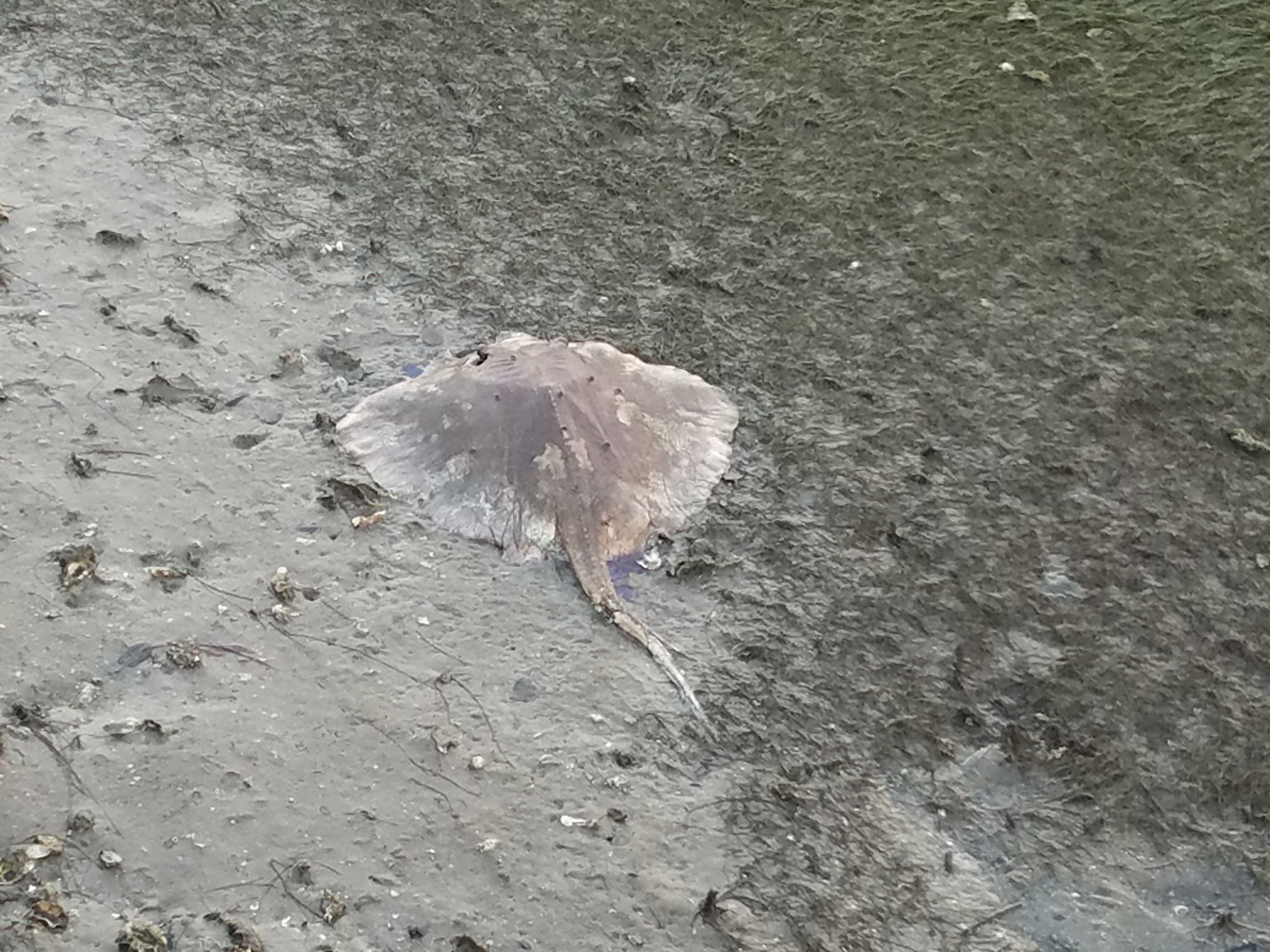 red tide ray stingray beach Gulfport