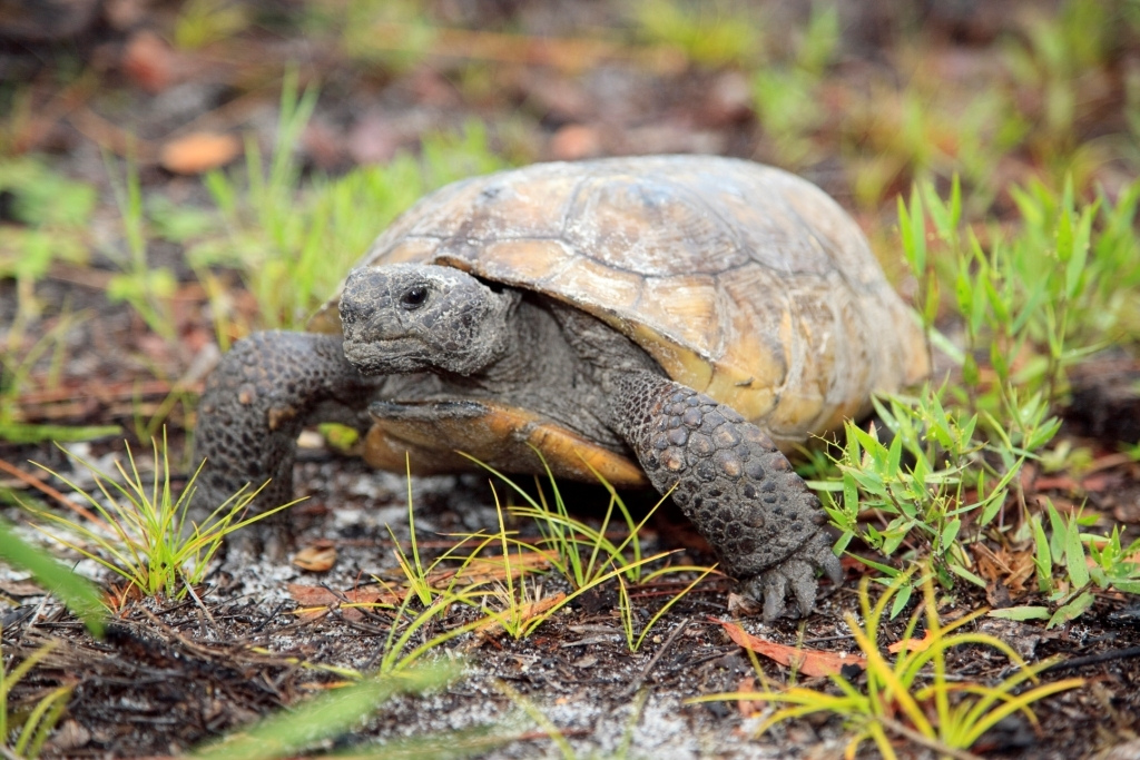 Gopher tortoise like those found at Boyd Hill