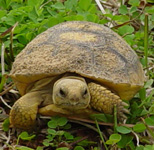 gopher tortoises are common at Boyd Hill