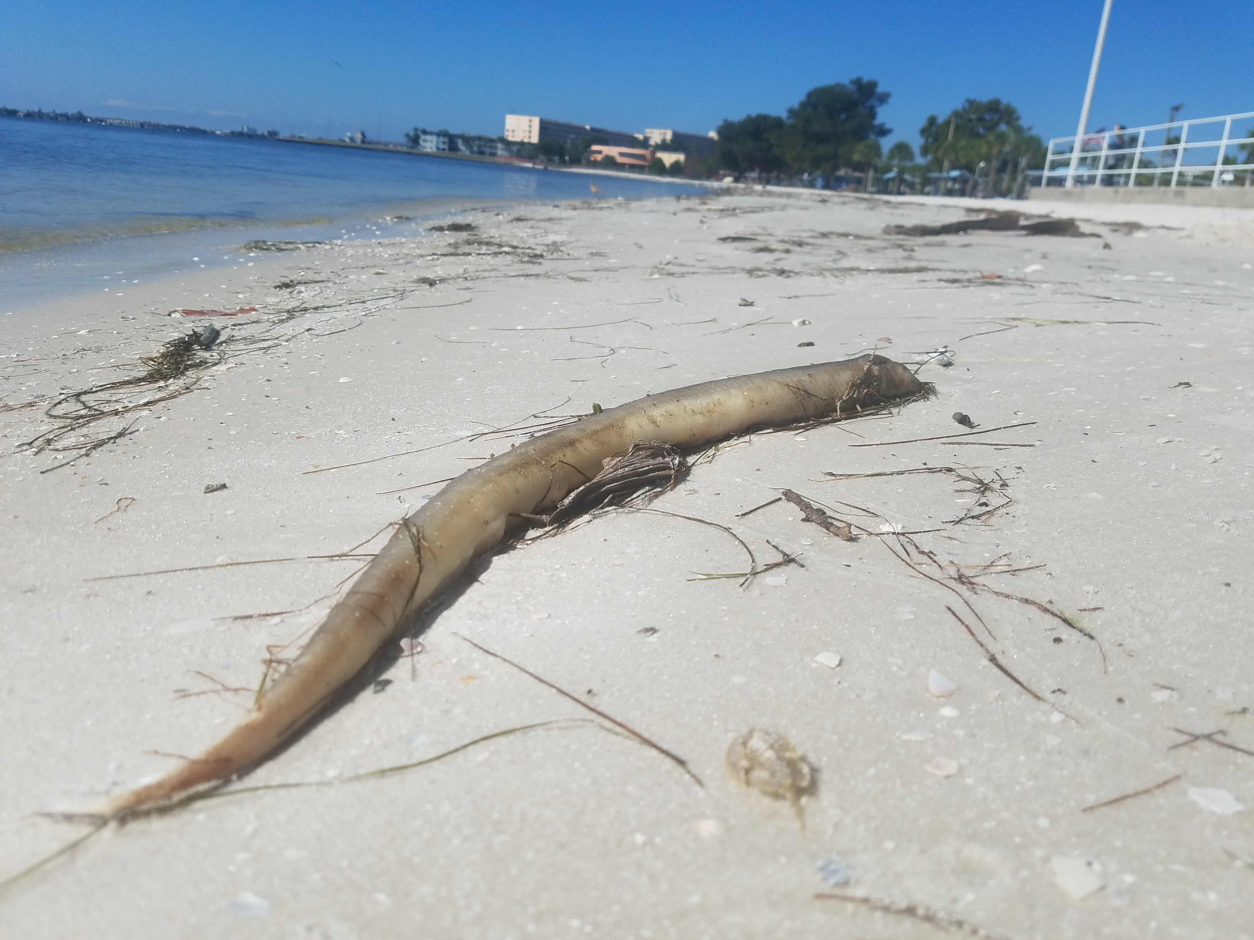 red tide