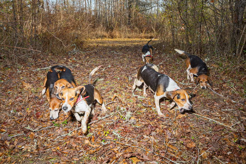 Beagles Chasing A Rabbit