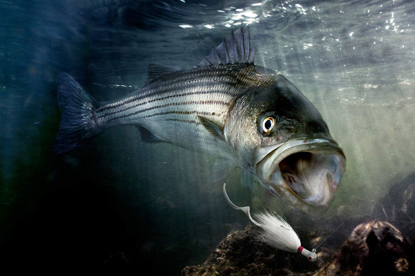 Striper fish in the water