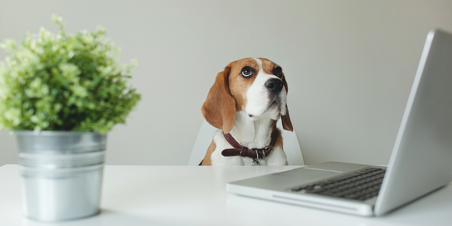 Should You Bring Your Dog to Work With You?