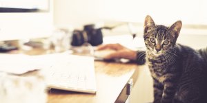 5 Valuable Reminders For Project Managers Who Herd Creative Cats
