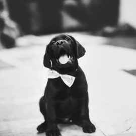Ralston Purina: History, Merger, and a Winning Strategy