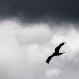 Who is The Bird in Unbroken? Louis’s Worst Nightmare