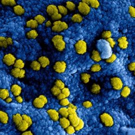HeLa Cells, HPV, and the Future of Human Evolution