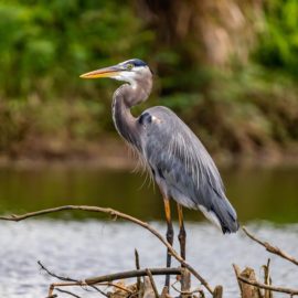 Amanda Hamilton: Poet in Where the Crawdads Sing