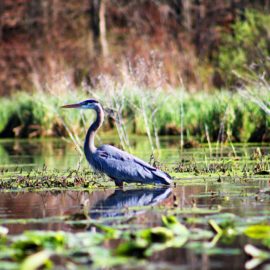 Blue Heron Symbolism in Where the Crawdads Sing