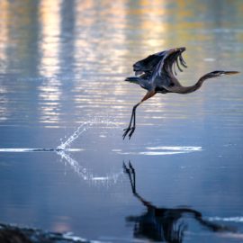 Where The Crawdads Sing Main Character: Kya’s Story