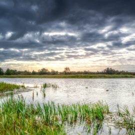Where the Crawdads Sing Setting: Life in the Marsh