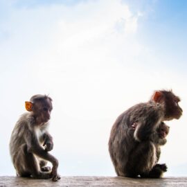 The Reston Monkey House: First US Ebola Outbreak