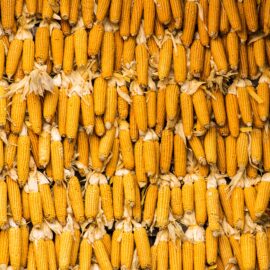 Your Plant Paradox No List: Stay Away From Lectins