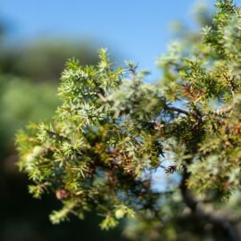Plant Lectins: How Our Food Fights Back