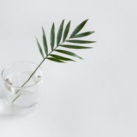 What Is the Plant Paradox? Does It Really Work?