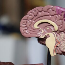 The 2 Types of Brain Tissue and Their Responsibilities