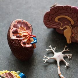 How to Prevent Alzheimer’s Disease Through Diet