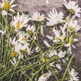 YA Novels About Death: Absolutely True Diary