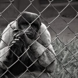 Dr. Nancy Jaax: The Army Studies an Outbreak