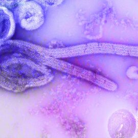 What Is the Mortality Rate of Ebola? Rates by Strain