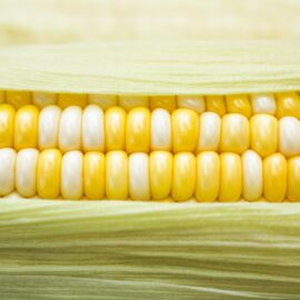 Beware the Dangers of Genetically Modified Foods