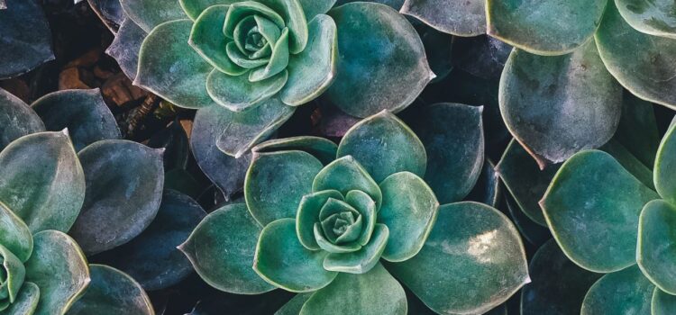 Sources of Lectins and Why You Can’t Escape Them Sources of Lectins and Why You Can’t Escape Them