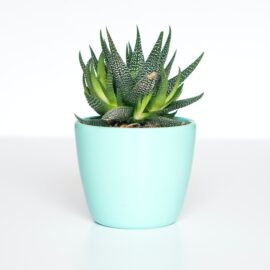 Is the Plant Paradox True or Based on Faulty Science?