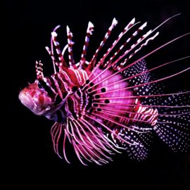 6 Your Inner Fish Discussion Questions