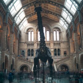 What Do Fossils Tell Us? Unlocking Life’s Secrets