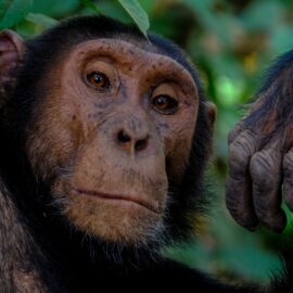 The Question of Self-Awareness in Animals
