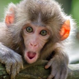 The Effects of Global Warming on Animals in the Tropics